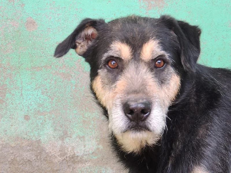 Cellán, Mixed Breed (Protectora de Lugo)