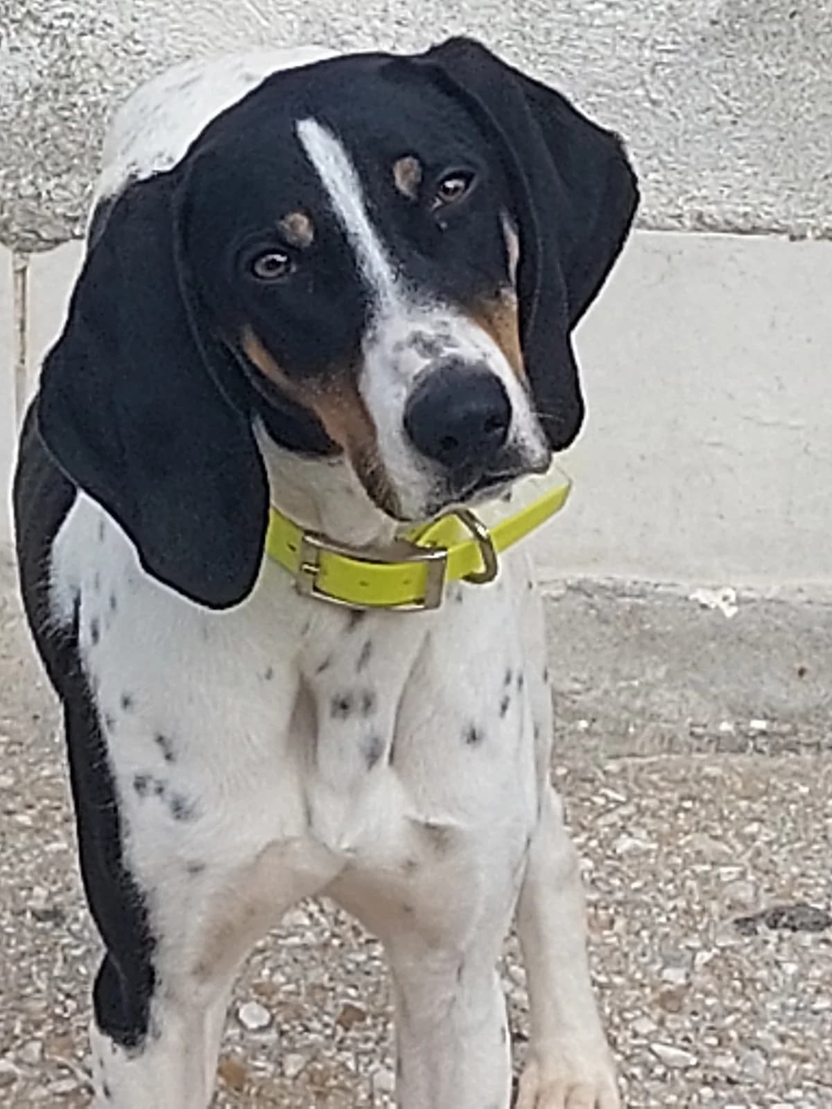 CHAKRA(pre adoptada), Mixed Breed (Protectora de Lugo)
