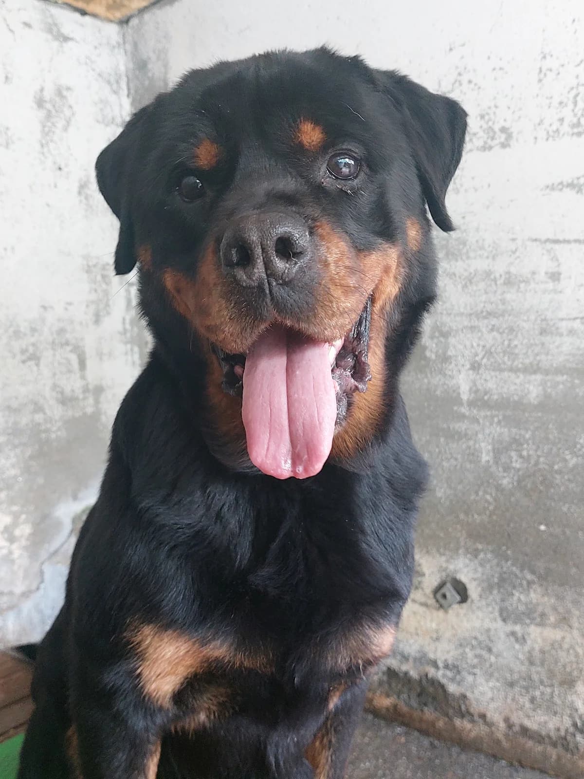 CHELSY,  Mixed Breed for adoption at Protectora de Lugo