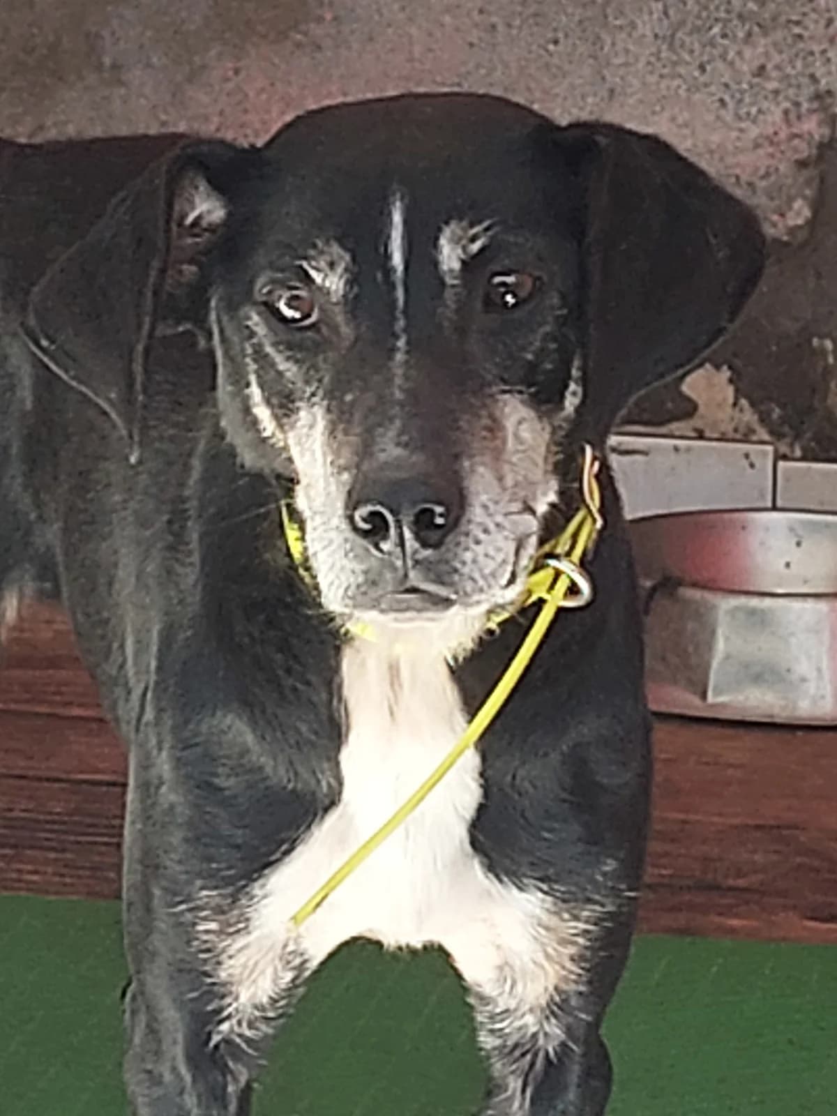 Chia, Mixed Breed (Kočičí Útulna Sissi (Praha))