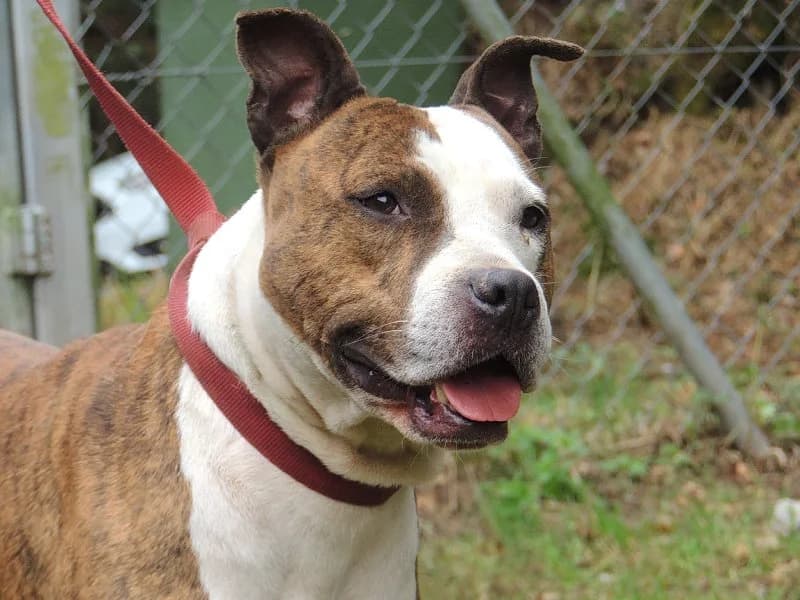 Chusco, Mixed Breed (Protectora de Lugo)