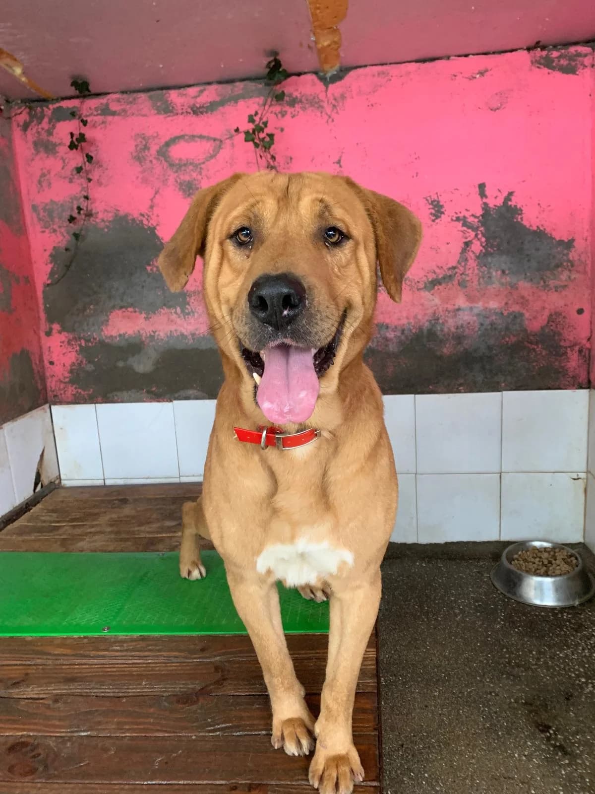 CICLÓN,  Mixed Breed for adoption at Protectora de Lugo