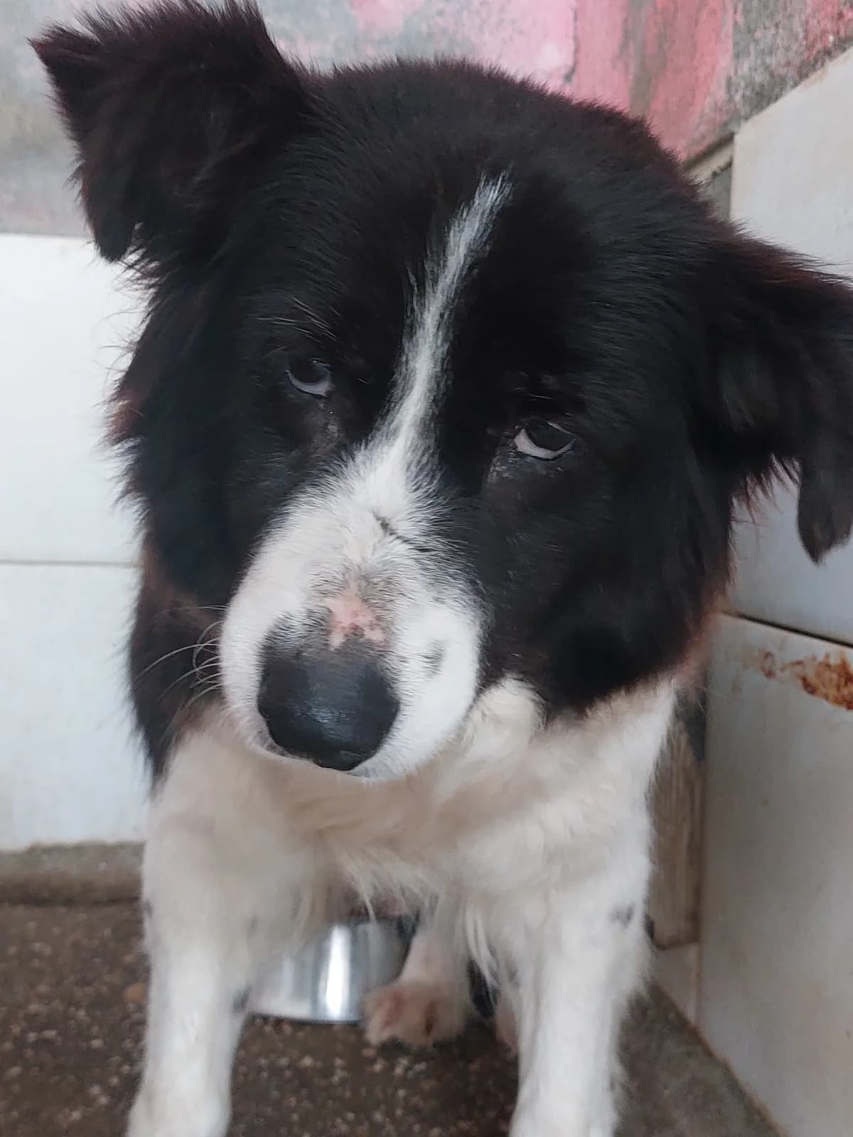CRIS [pre adoptada],  Mixed Breed for adoption at Protectora de Lugo