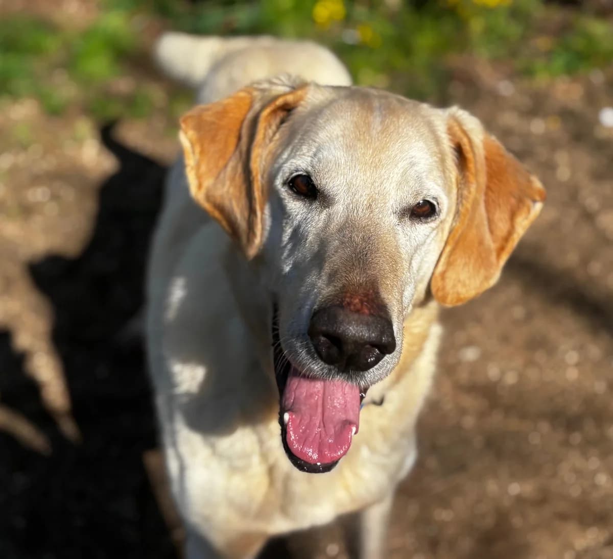 CUBEIRO,  Mixed Breed for adoption at Protectora de Lugo