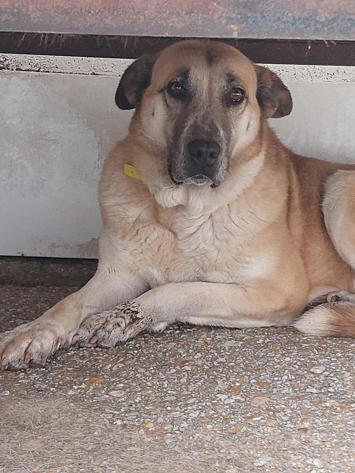 Cuca,  Mixed Breed for adoption at Protectora de Lugo
