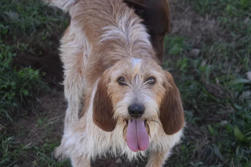 Cucolo, Mixed Breed (Protectora de Lugo)
