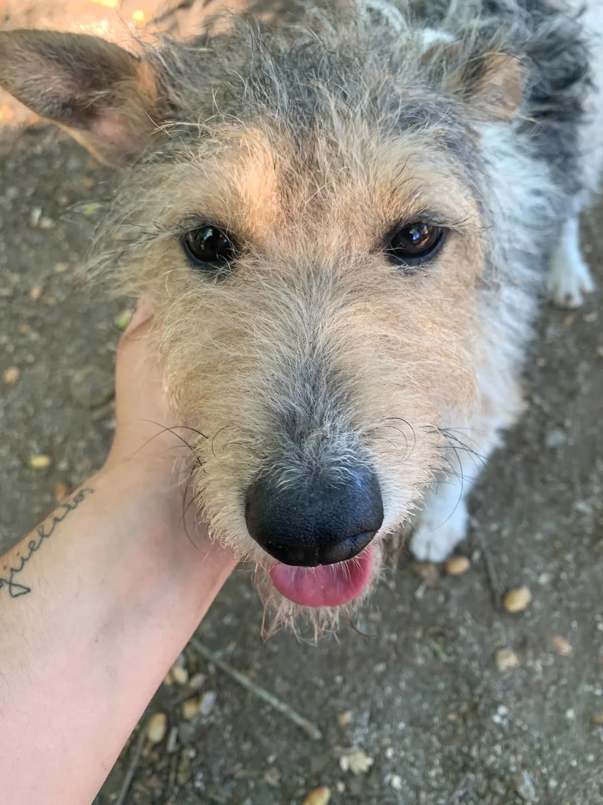 CURRO,  Mixed Breed for adoption at Protectora de Lugo