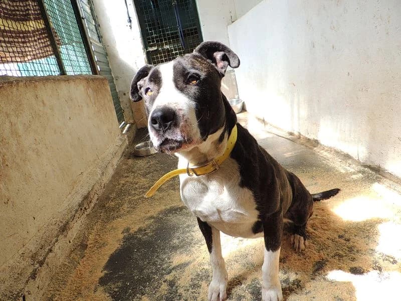 Dana, Mixed Breed (Protectora de Lugo)