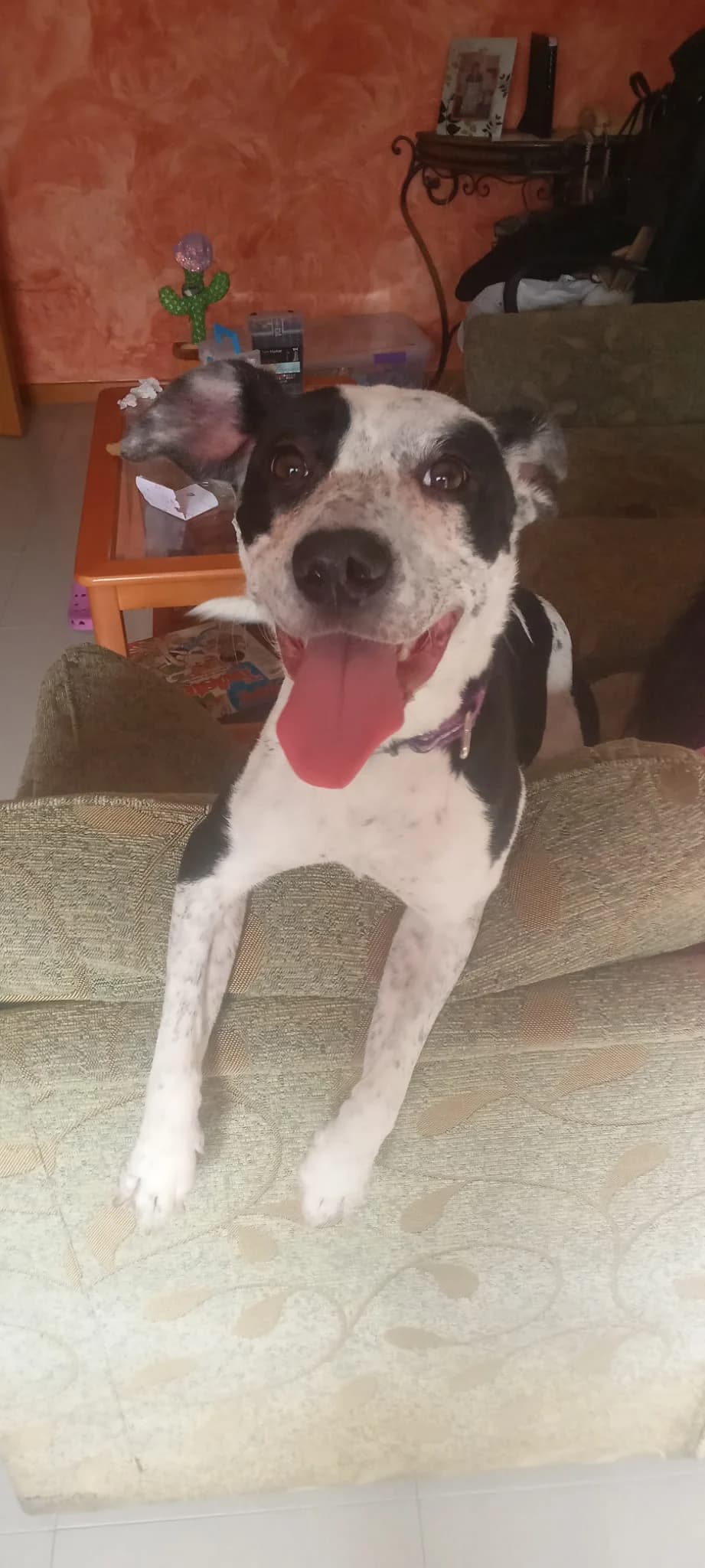 DORA,  Mixed Breed for adoption at Protectora de Lugo