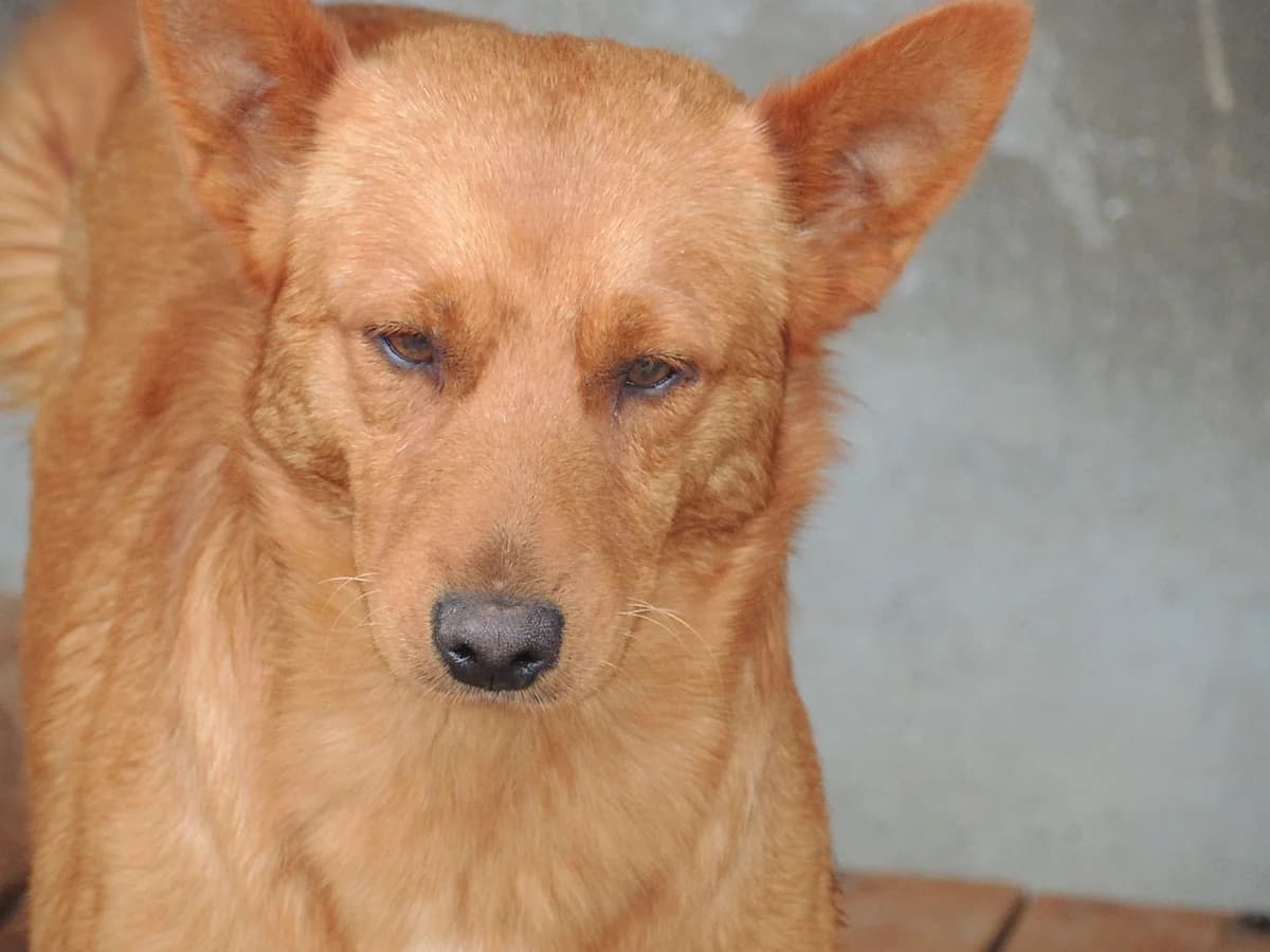Douro, Mixed Breed (Protectora de Lugo)