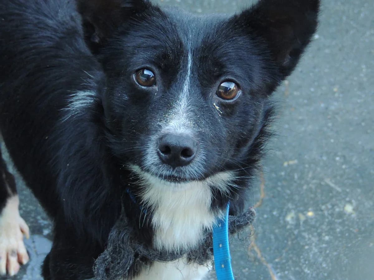 Dumbo, Mixed Breed (Protectora de Lugo)