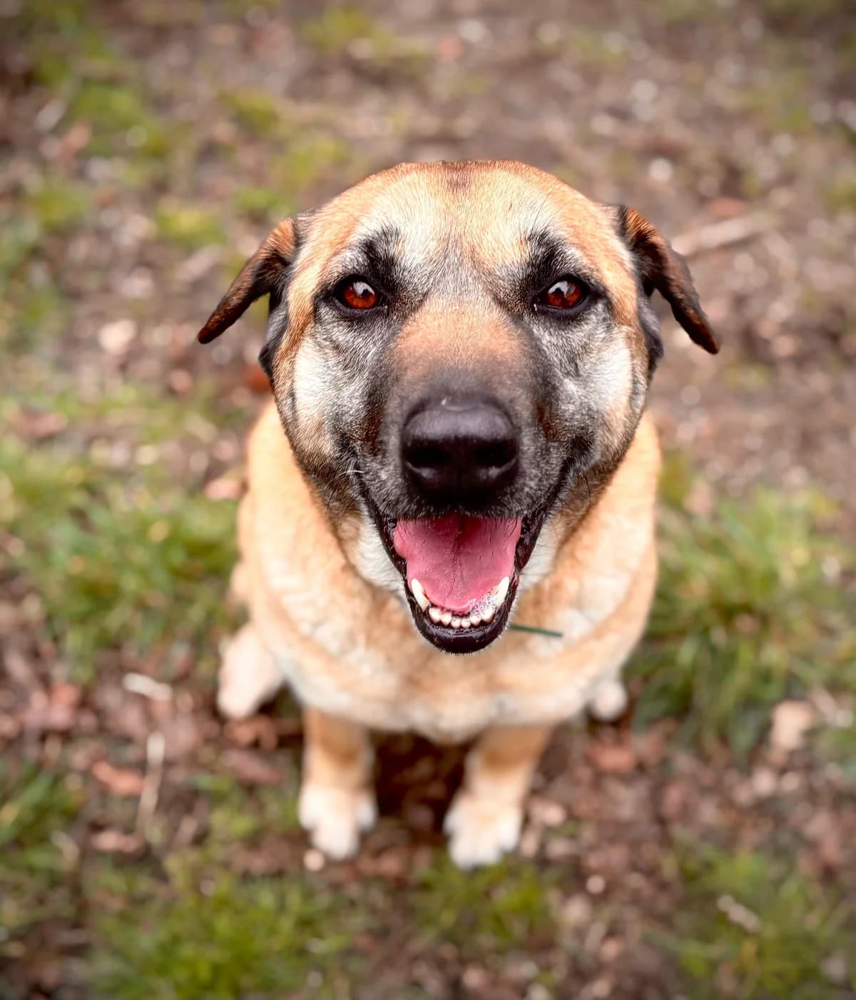 Duna, Mixed Breed (Protectora de Lugo)