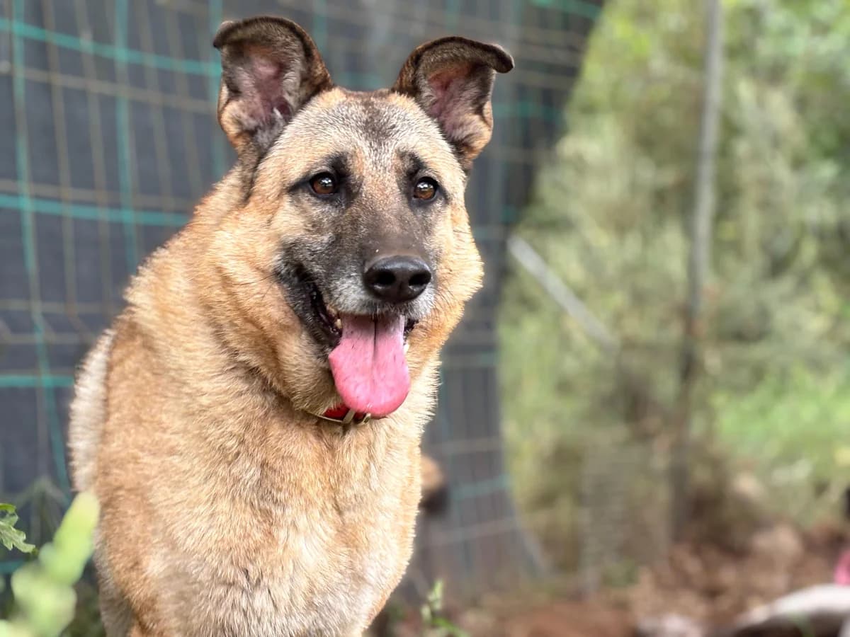 EPI,  Mixed Breed for adoption at Protectora de Lugo
