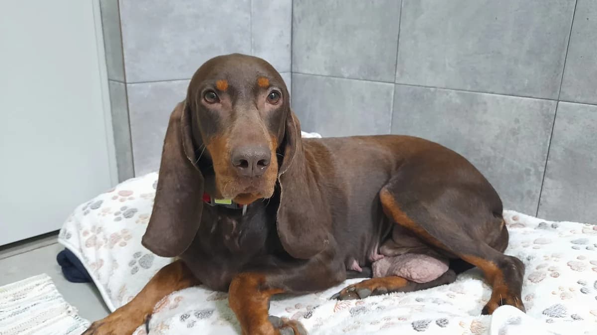 Estudianta, Mixed Breed (Protectora de Lugo)