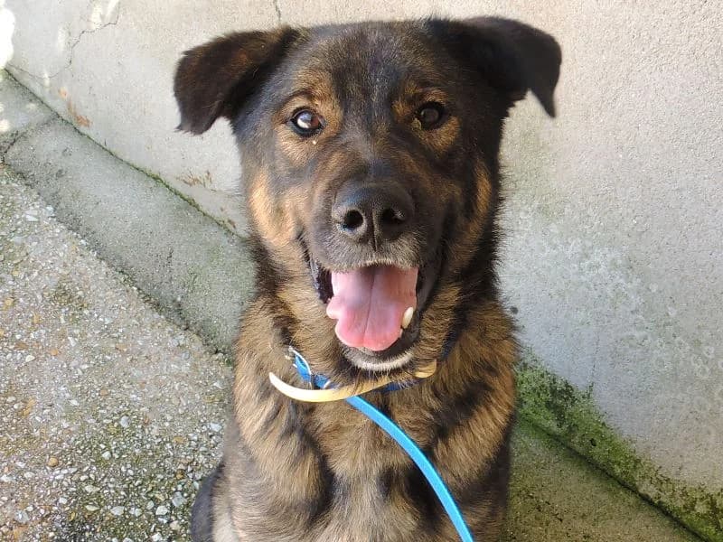 Eutiquio, Mixed Breed (Protectora de Lugo)