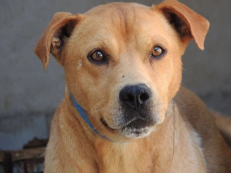 Fazai, Mixed Breed (Protectora de Lugo)