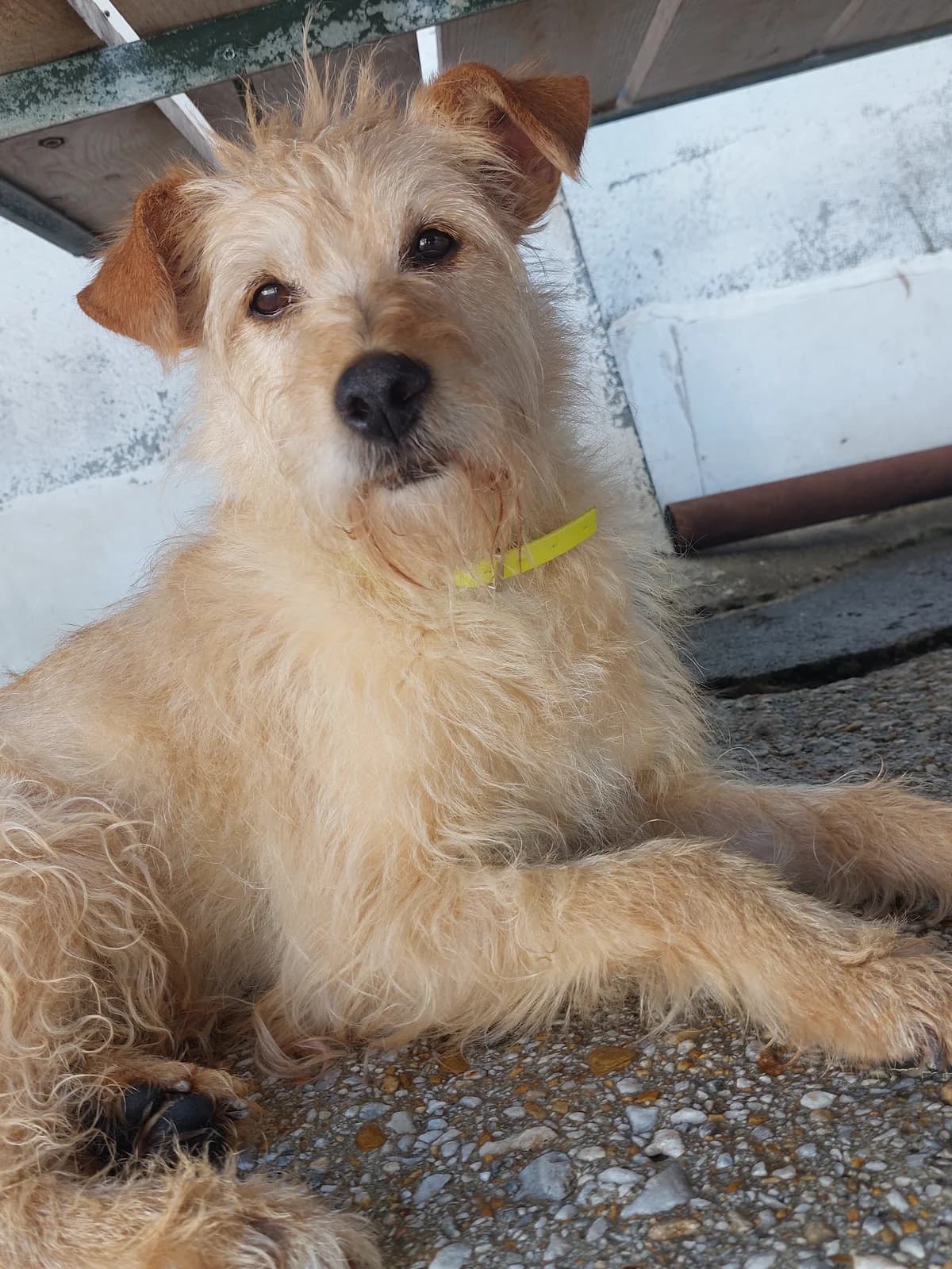 FELISA,  Mixed Breed for adoption at Protectora de Lugo