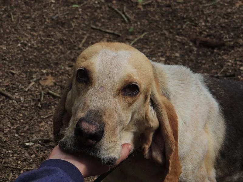 Floro, Mixed Breed (Protectora de Lugo)