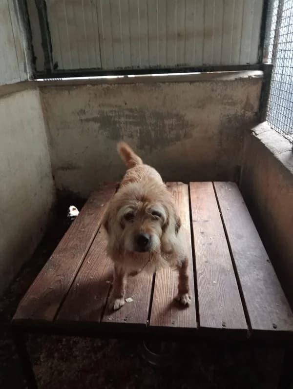 Foxy, Mixed Breed (Protectora de Lugo)