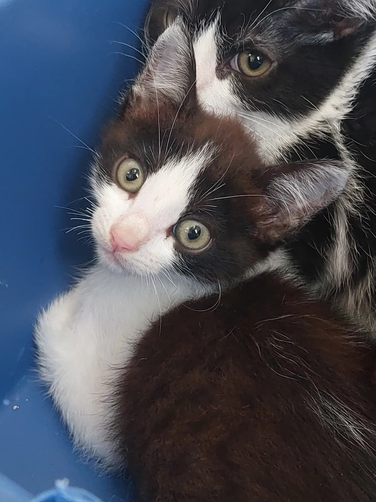 FURIOUS,  Mixed Breed for adoption at Protectora de Lugo