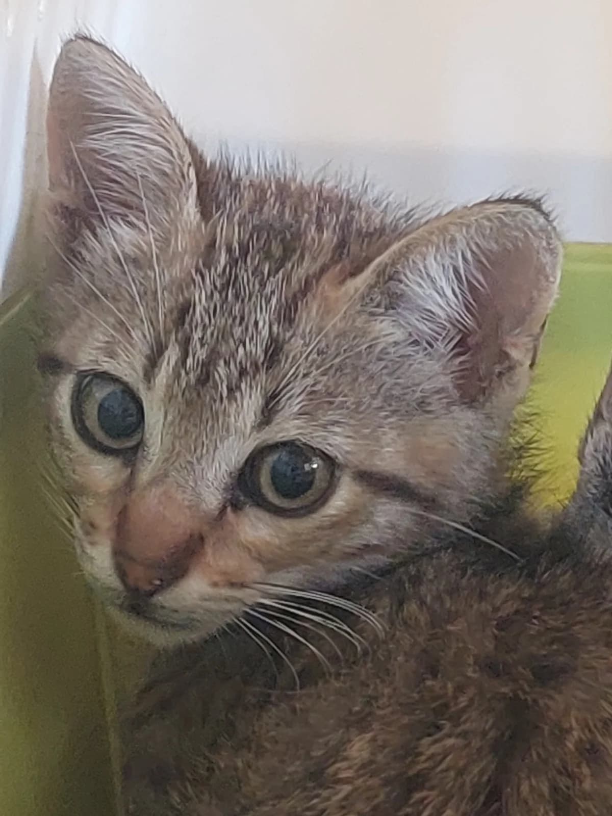 FUS 4, Mixed Breed for adoption at Protectora de Lugo