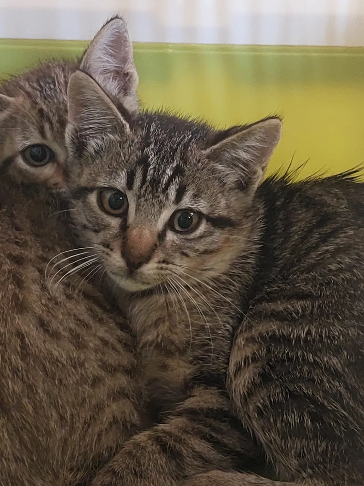 Fus 5, Mixed Breed for adoption at Protectora de Lugo