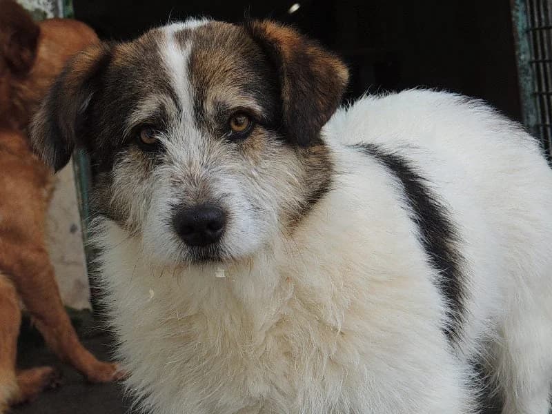 Fusco, Mixed Breed (Protectora de Lugo)