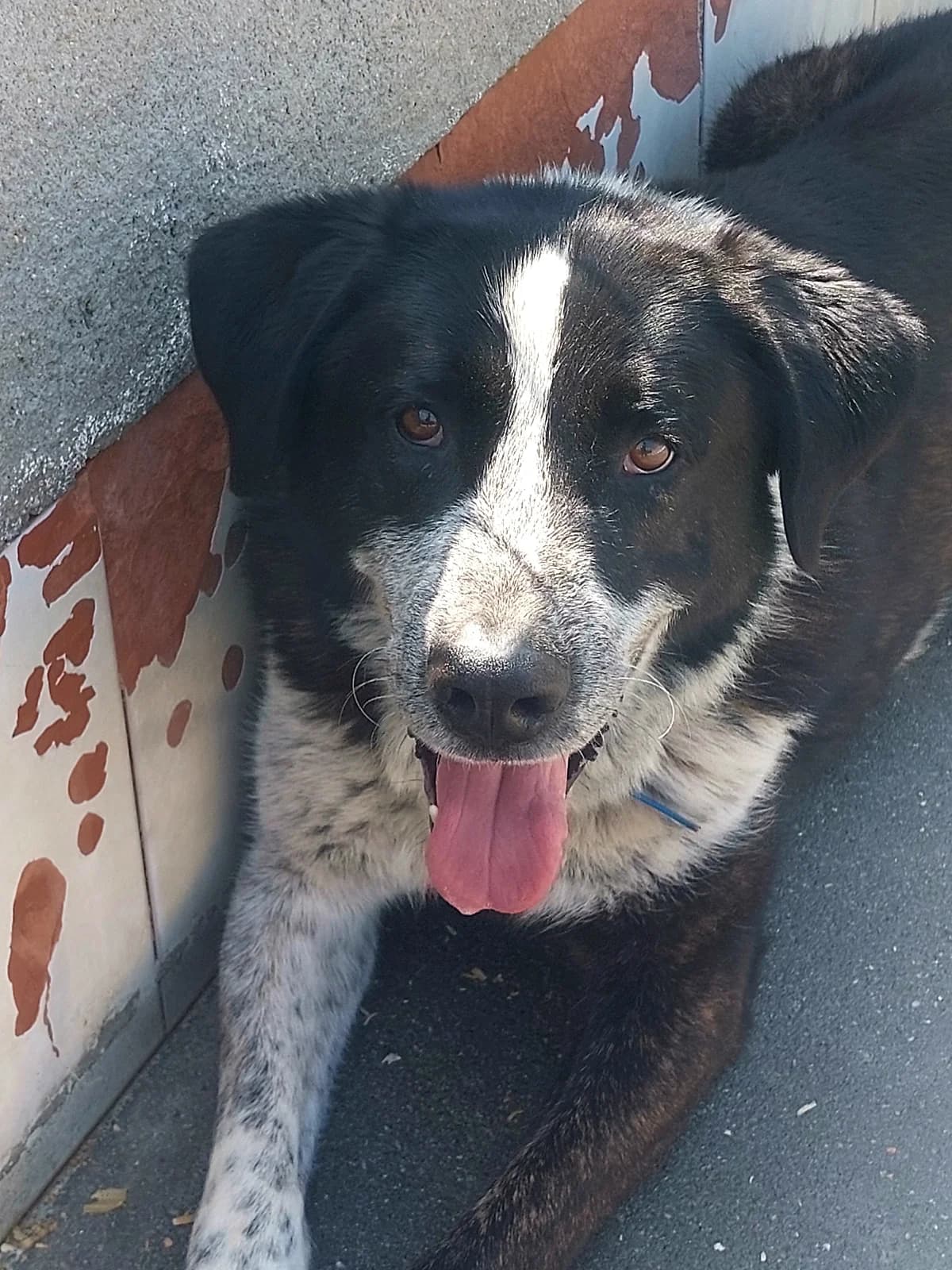 Gallardo, Mixed Breed (Protectora de Lugo)