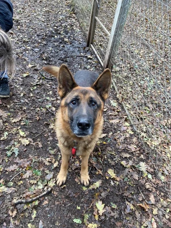 Gonzo, Mixed Breed (Protectora de Lugo)