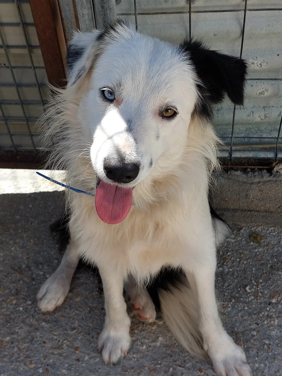 Haru,  Mixed Breed for adoption at Protectora de Lugo