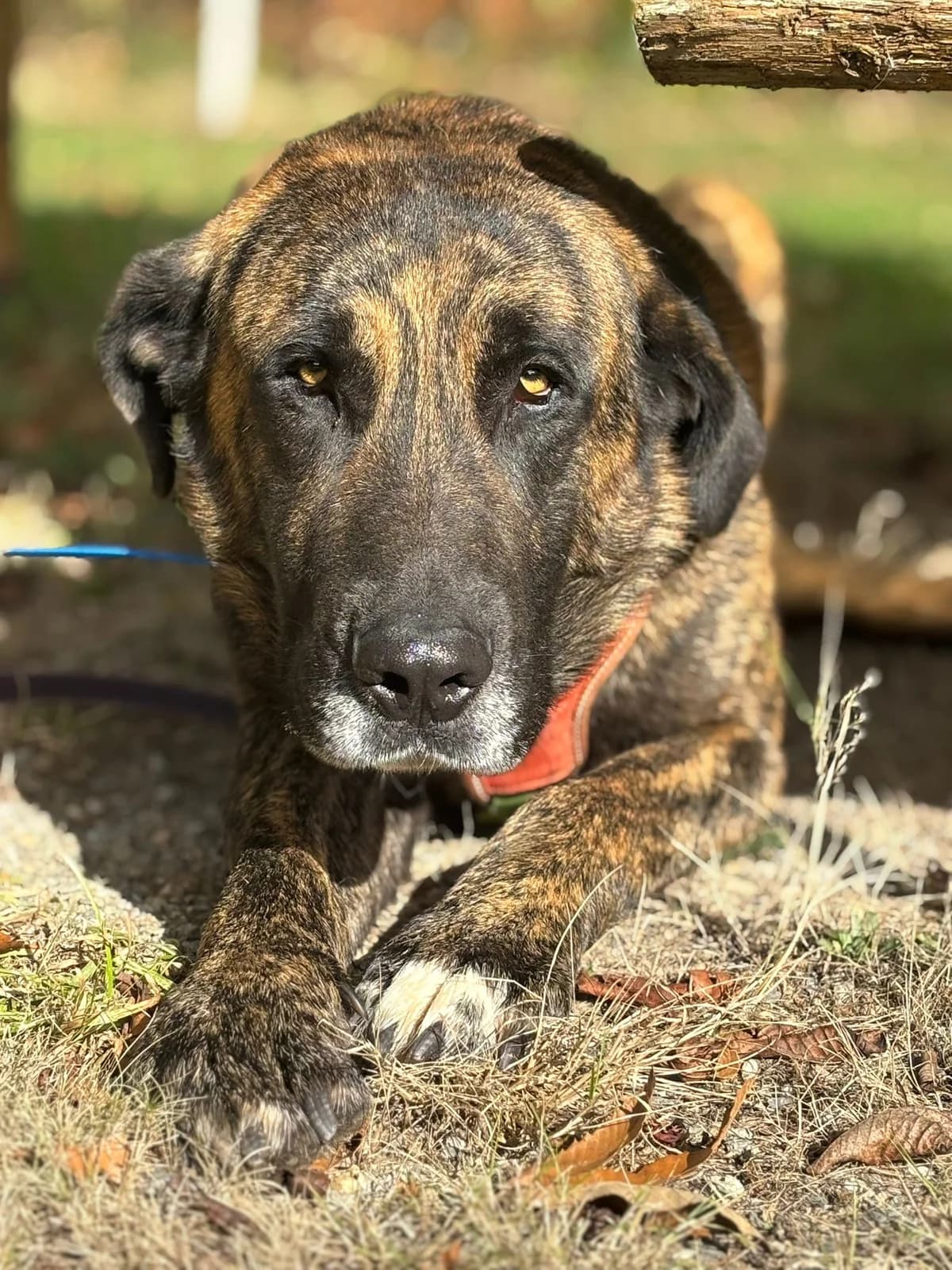 Hulk, Mixed Breed (Protectora de Lugo)