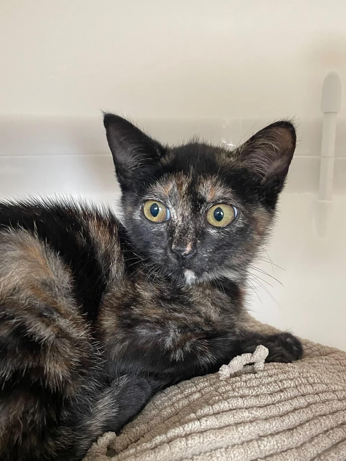 IRELIA,  Mixed Breed for adoption at Protectora de Lugo