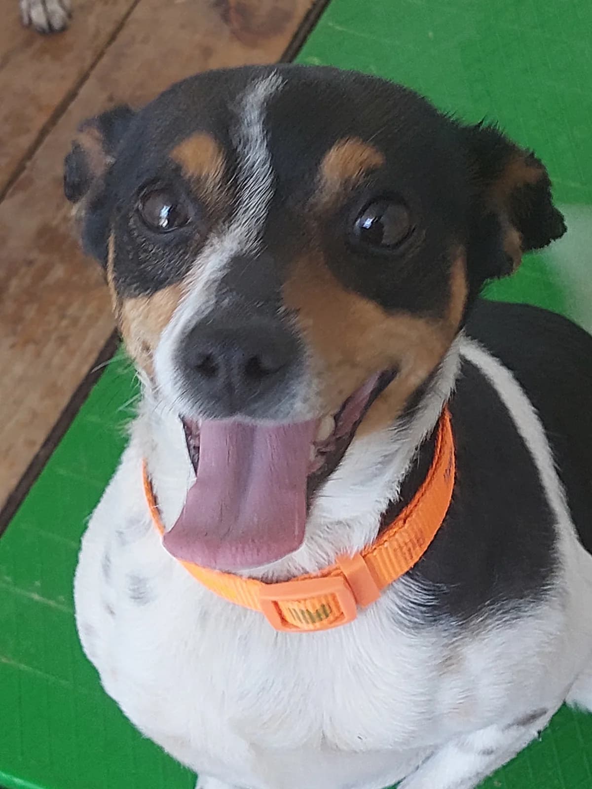 INGLESA, Mixed Breed for adoption at Protectora de Lugo