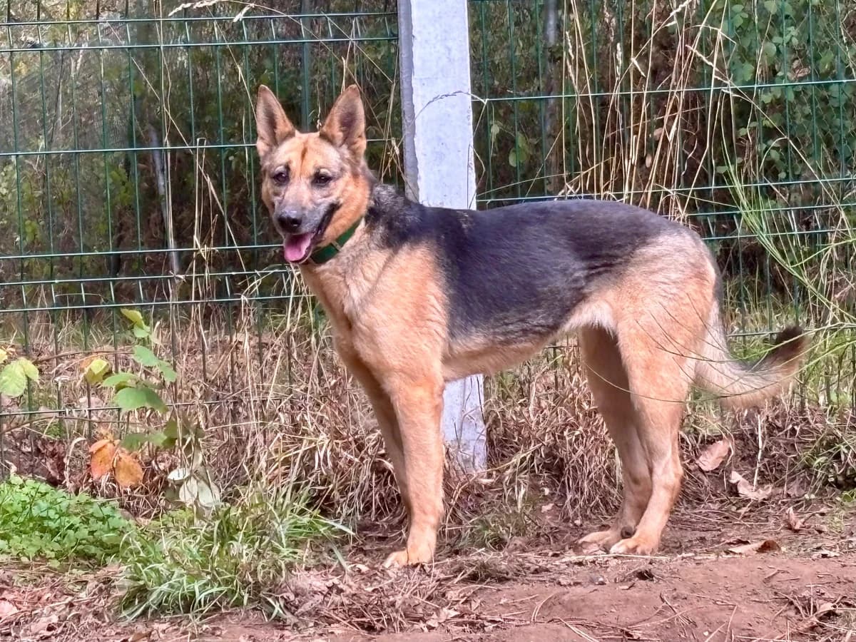 Jara, Mixed Breed (Protectora de Lugo)