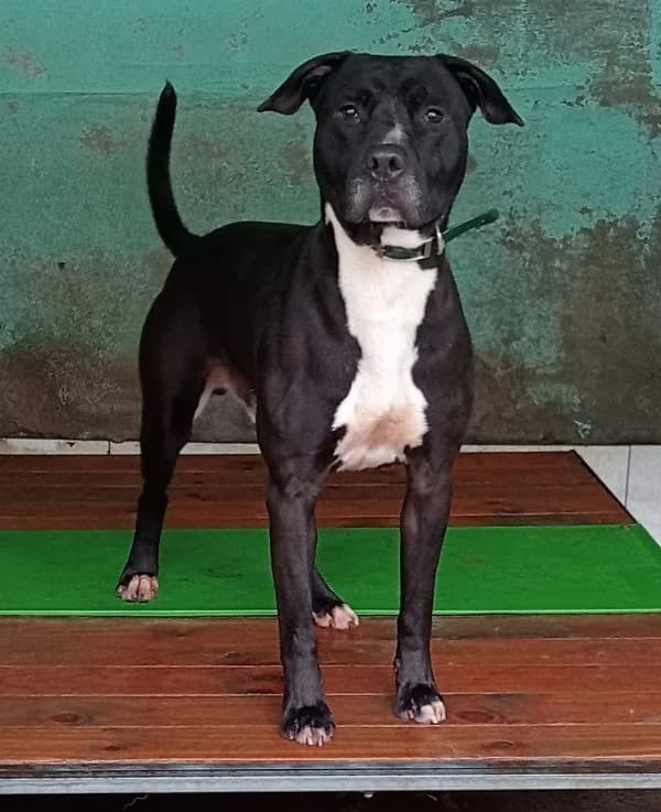 Joni,  puppy Mixed Breed for adoption at Protectora de Lugo