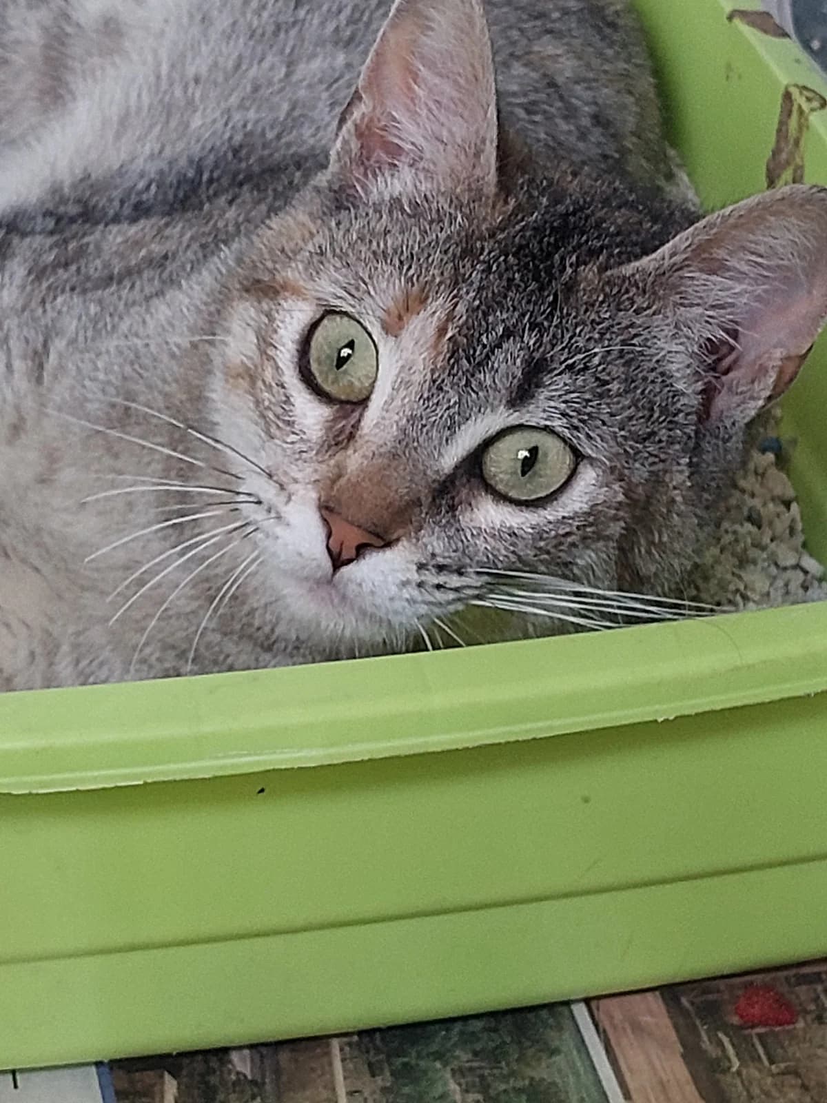 Jungla,  Mixed Breed for adoption at Protectora de Lugo