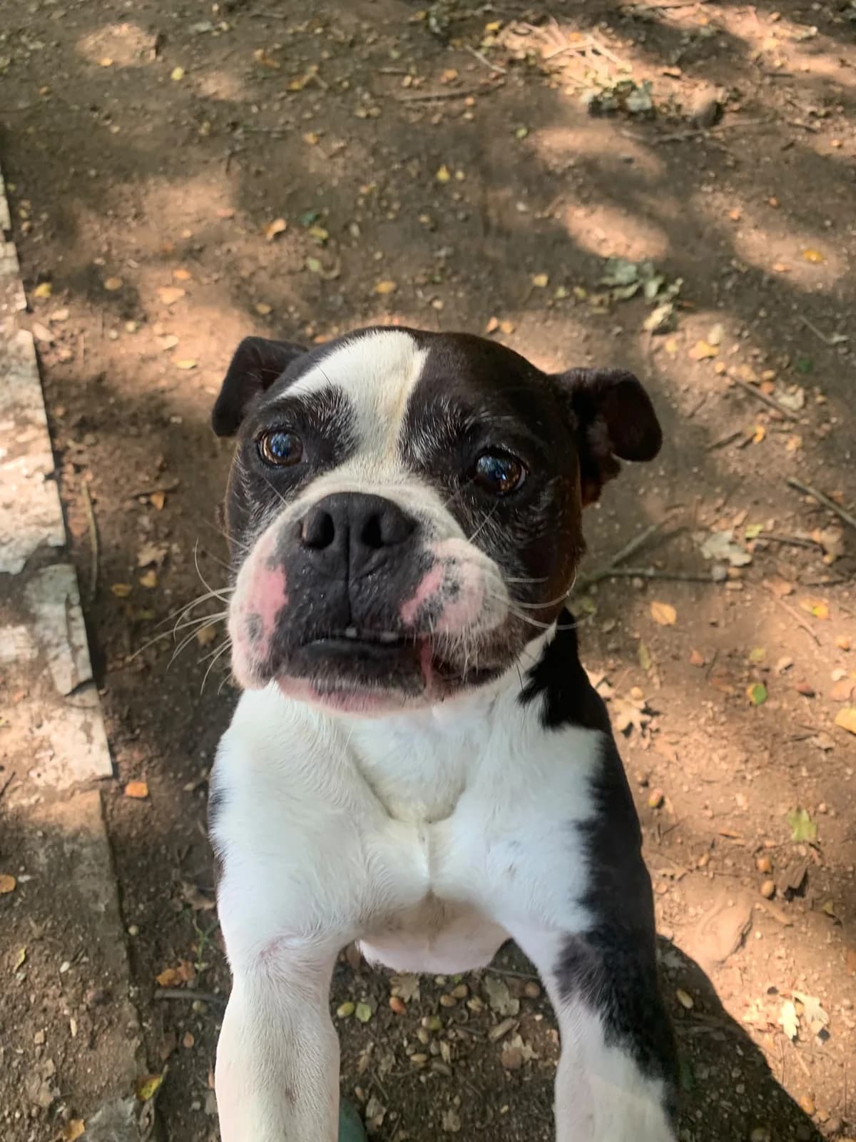 KOVU,  Mixed Breed for adoption at Protectora de Lugo