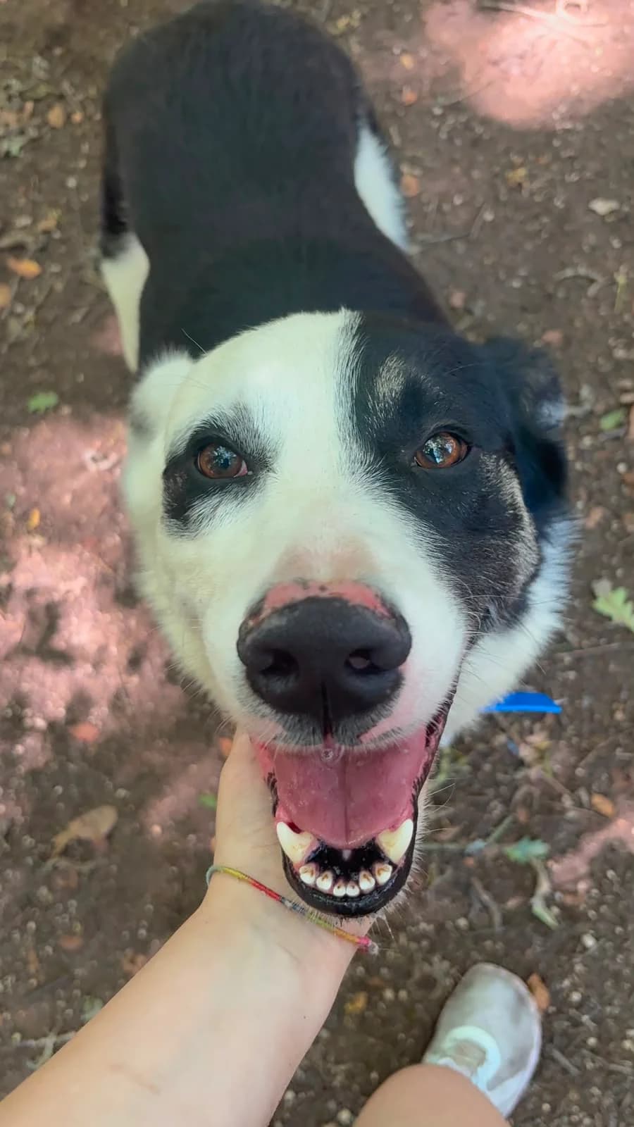 KRUSTY,  Mixed Breed for adoption at Protectora de Lugo