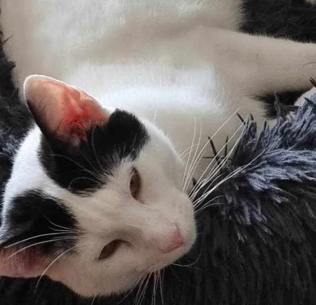 Kylian, Mixed Breed (Protectora de Lugo)