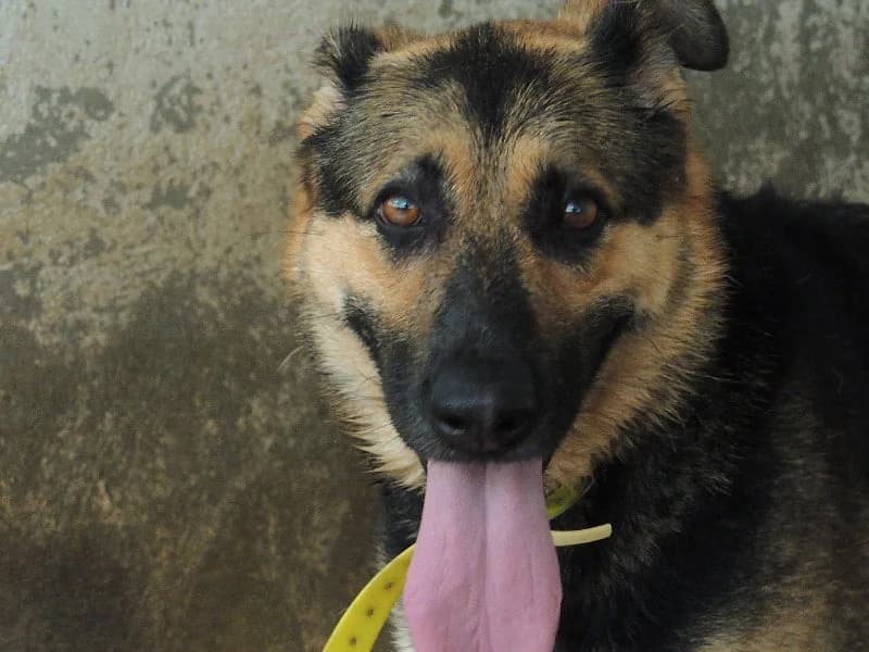 Lagoa, Mixed Breed (Protectora de Lugo)