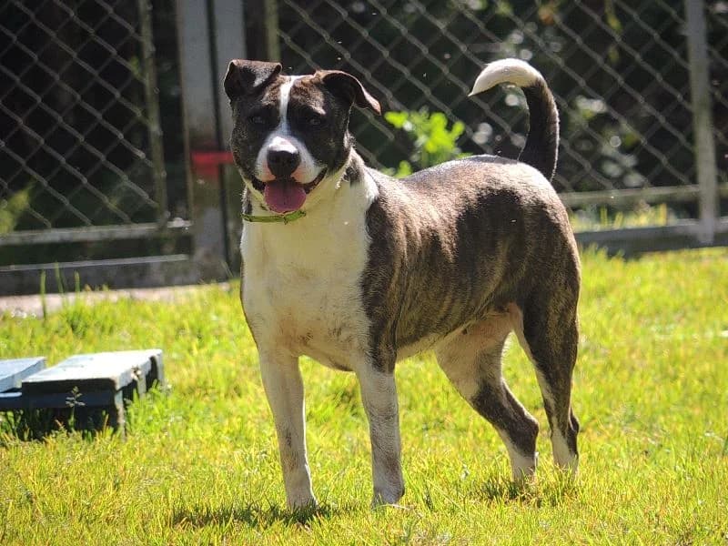 Layana, Mixed Breed (Protectora de Lugo)