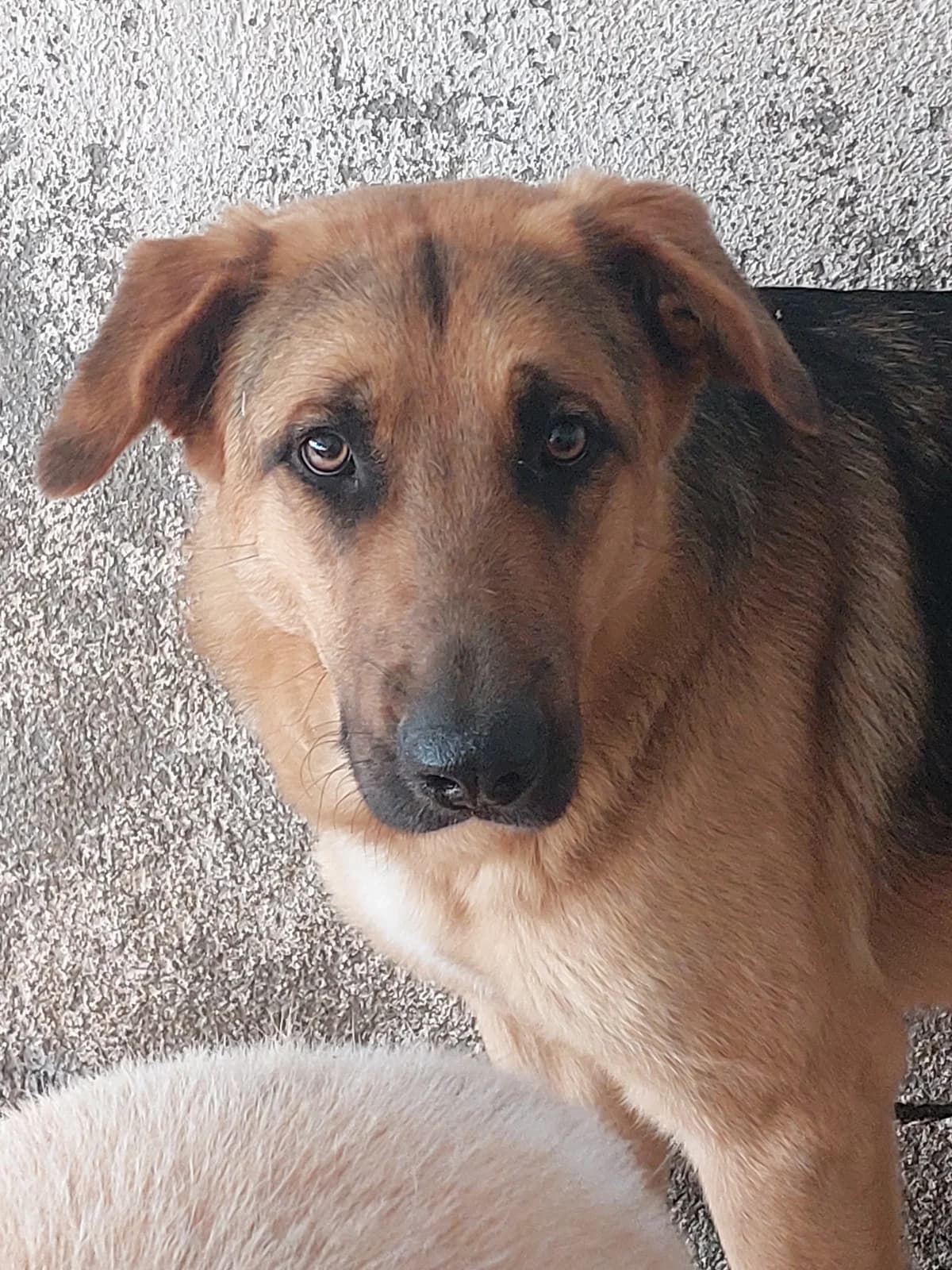 LAYLA,  Mixed Breed for adoption at Protectora de Lugo
