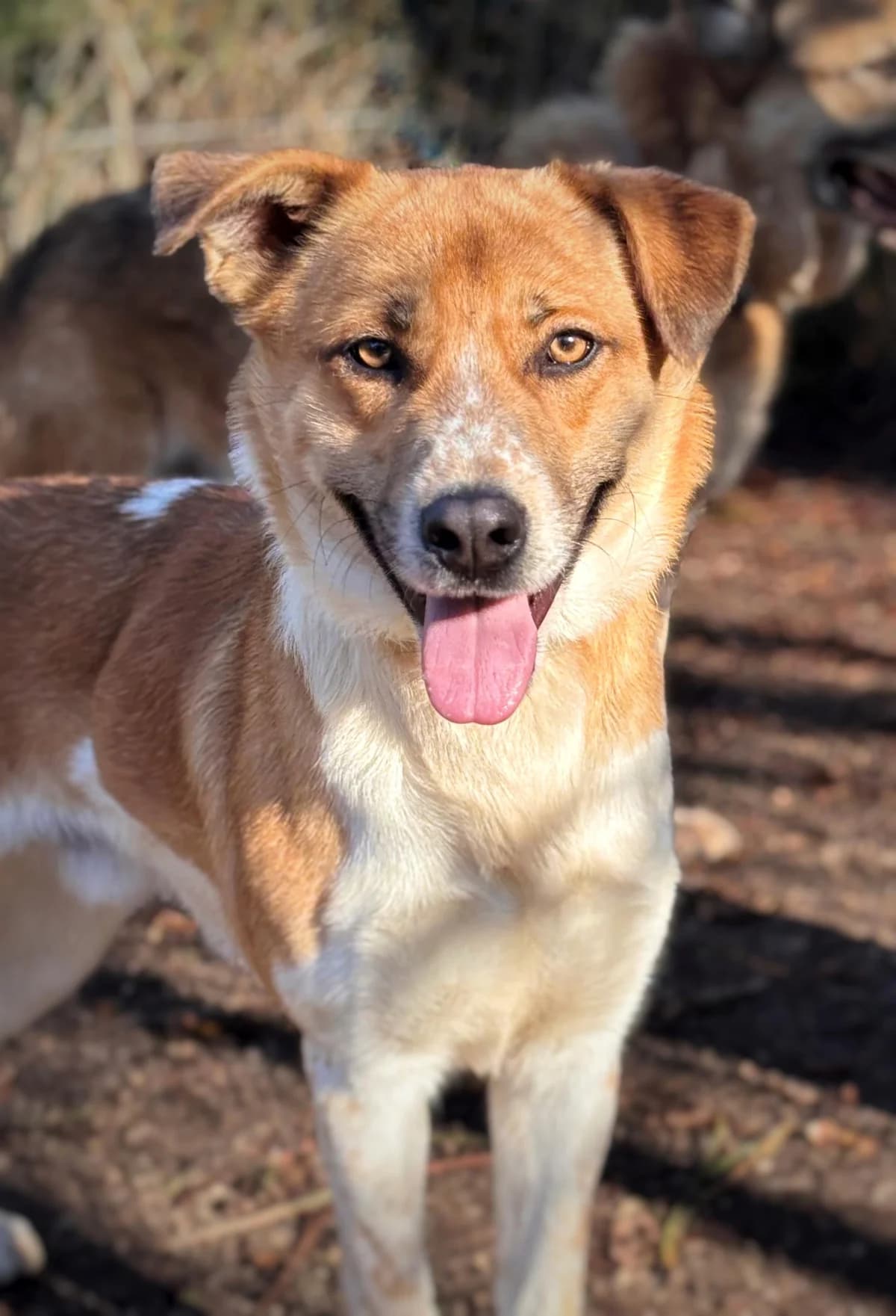 LENCE, Mixed Breed (Protectora de Lugo)