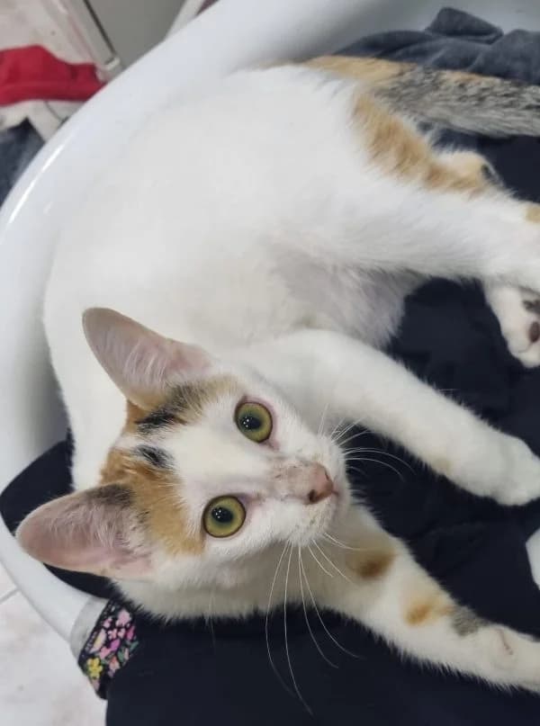 Lima 3[PRE-ADOPTADO], Mixed Breed (Protectora de Lugo)