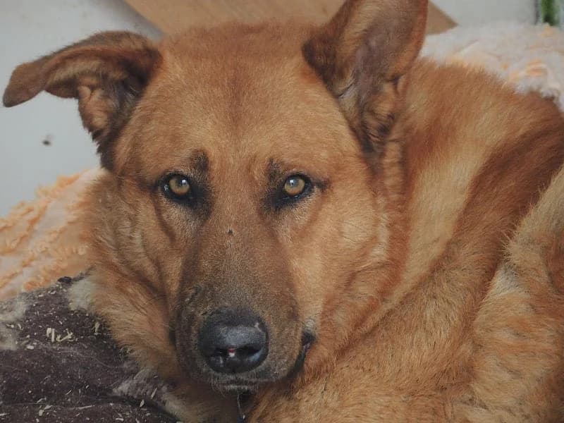 Litio, Mixed Breed (Protectora de Lugo)