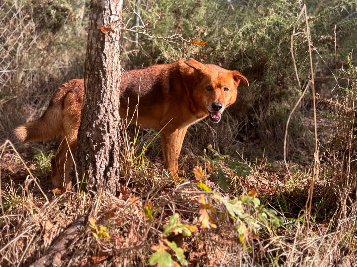 Lombao, Mixed Breed (Protectora de Lugo)