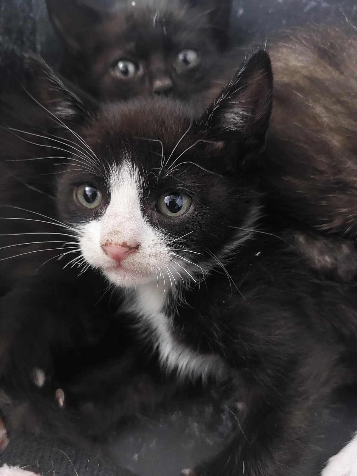 London 1, Mixed Breed (Protectora de Lugo)