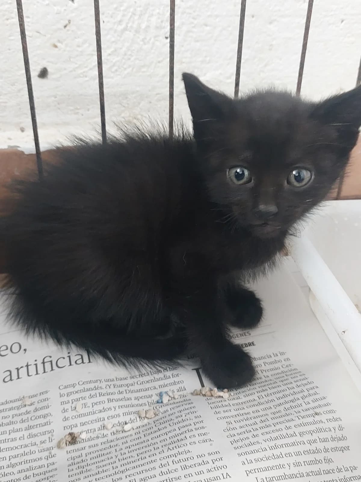 London 4, Mixed Breed for adoption at Protectora de Lugo