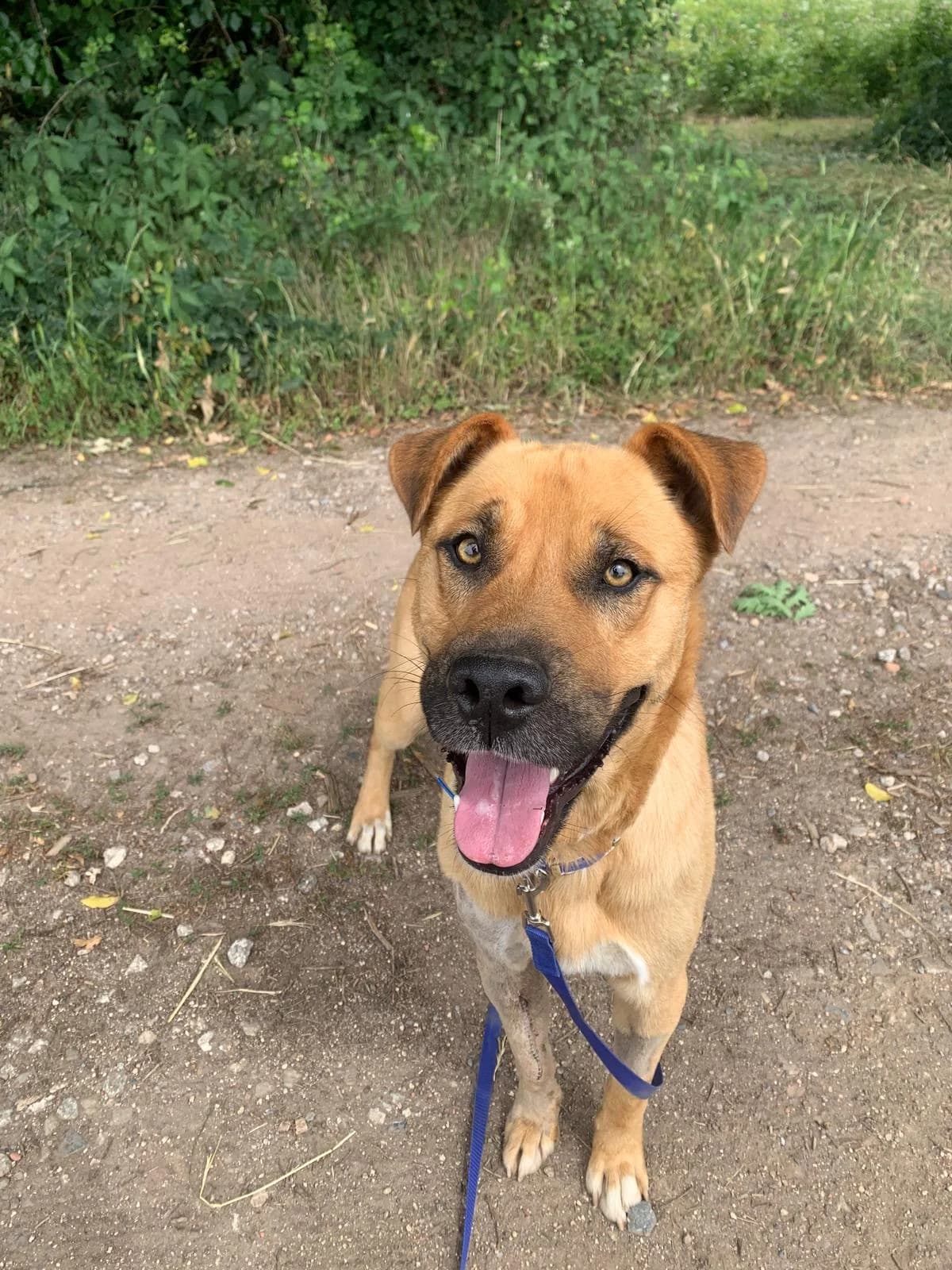 LÓPEZ,  Mixed Breed for adoption at Protectora de Lugo