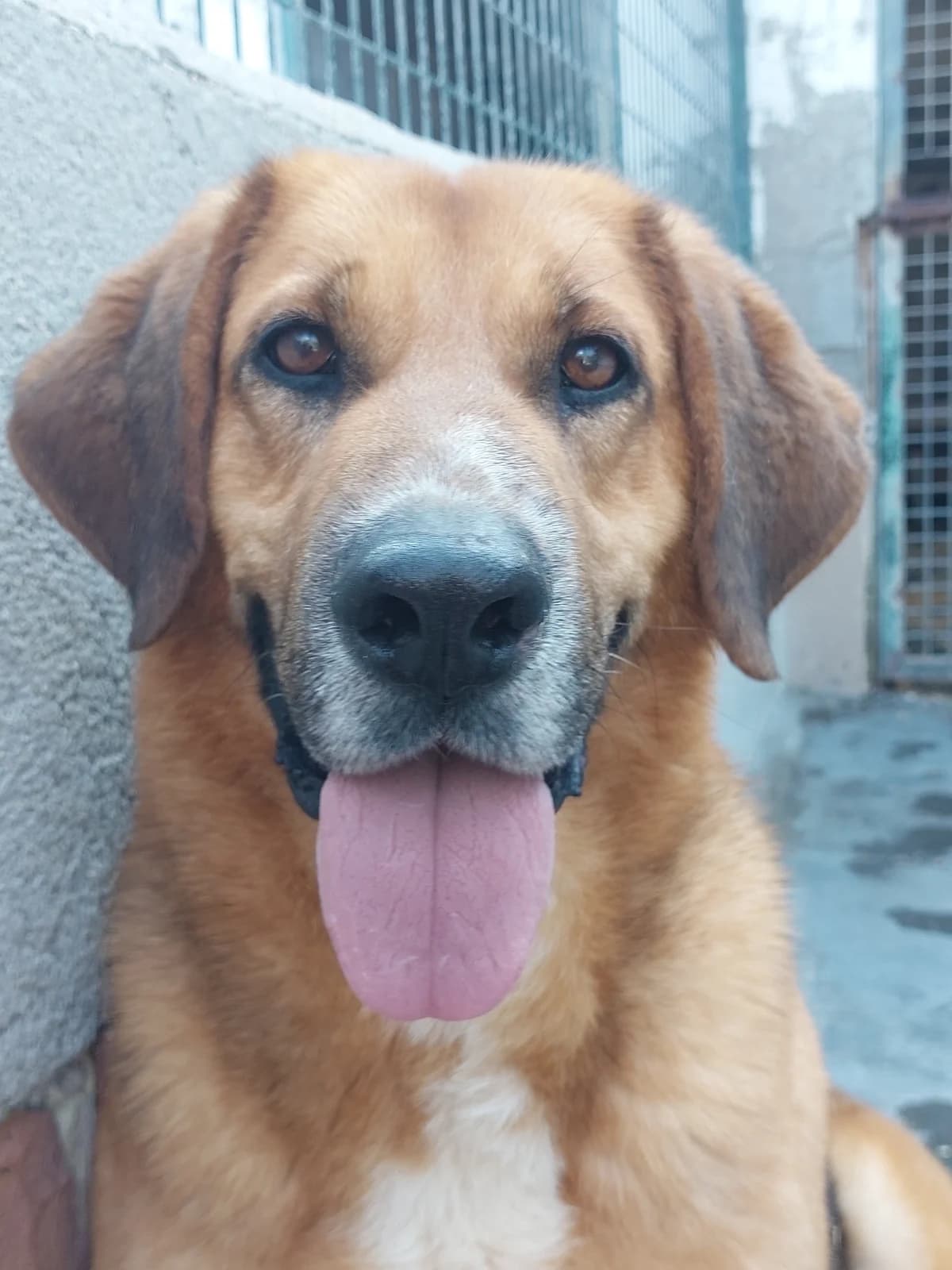 Lucas[pre-adoptado], Mixed Breed (Protectora de Lugo)